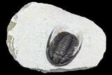 Cornuproetus Trilobite Fossil - Morocco #105988-2